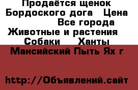 Продаётся щенок Бордоского дога › Цена ­ 37 000 - Все города Животные и растения » Собаки   . Ханты-Мансийский,Пыть-Ях г.